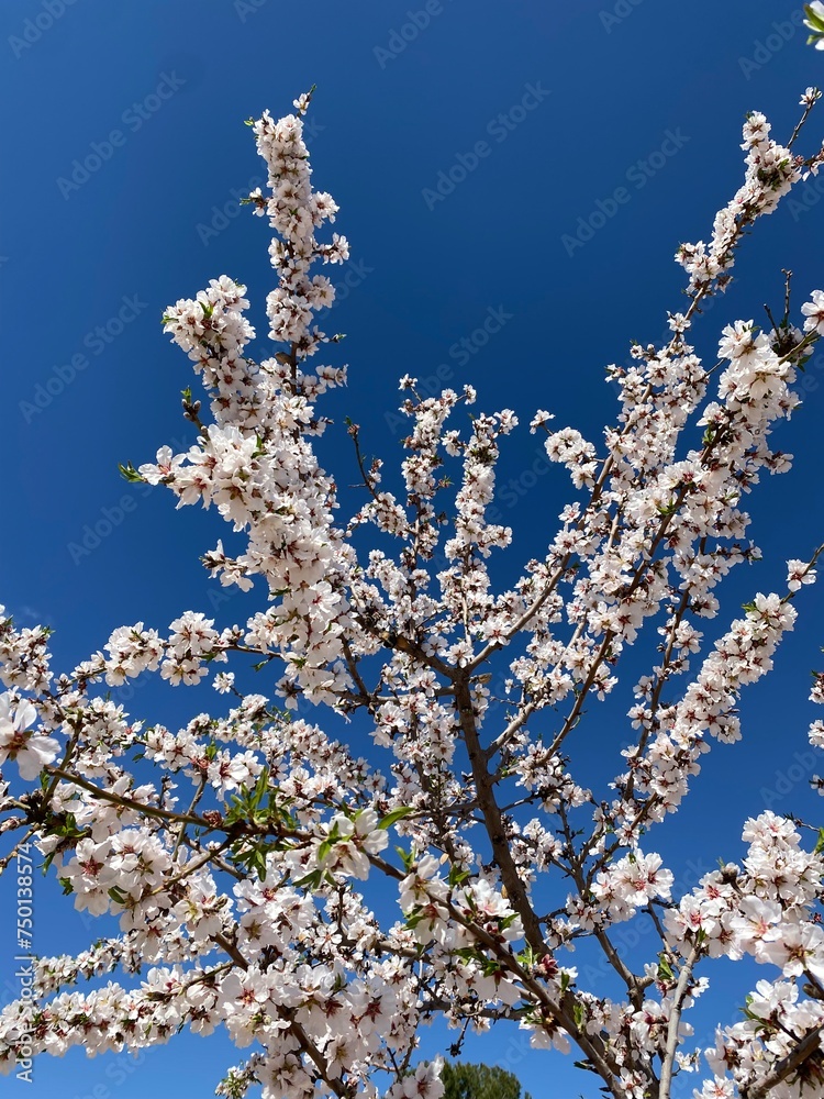  Branches of a flowering almond tree against a blue sky.
