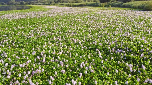 Drone pass over some water lilies in Pateiras Fermentelos, in portugal. 4K. Fermentelos lake