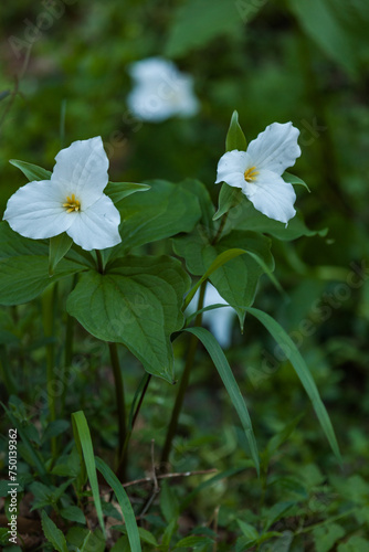 White Trillium in the Great Smoky Mountains National Park