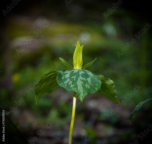 Yellow Trillium in the Great Smoky Mountains