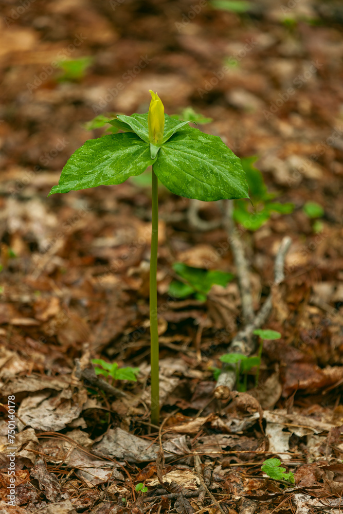 Yellow Trillium in the Great Smoky Mountains Yellow Trillium in the Great Smoky Mountains
