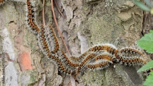 Pine processionary caterpillar, walking along a pine trunk. Thaumetopoea pityocampa