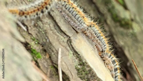 Pine processionary caterpillar, walking along a pine trunk. Thaumetopoea pityocampa