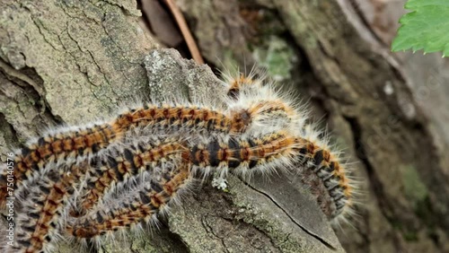 Pine processionary caterpillar, walking along a pine trunk. Thaumetopoea pityocampa
