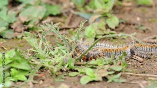 Pine processionary caterpillar, walking along a pine trunk. Thaumetopoea pityocampa
