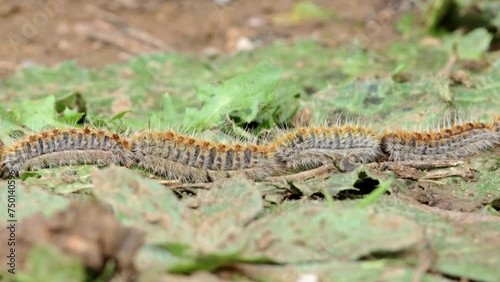 Pine processionary caterpillar, walking along a pine trunk. Thaumetopoea pityocampa
