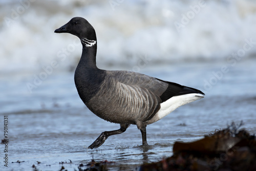 Fotografia Brent Goose