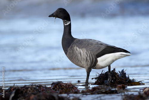 Brent Goose