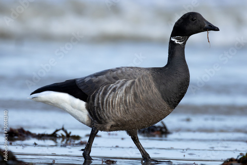 Fotografia Brent Goose