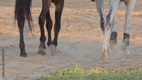Serena Scene: Horses in the Arena at sunset
Horses walking along a sandy path. Tranquility and connection with nature. Ideal for relaxing projects.
