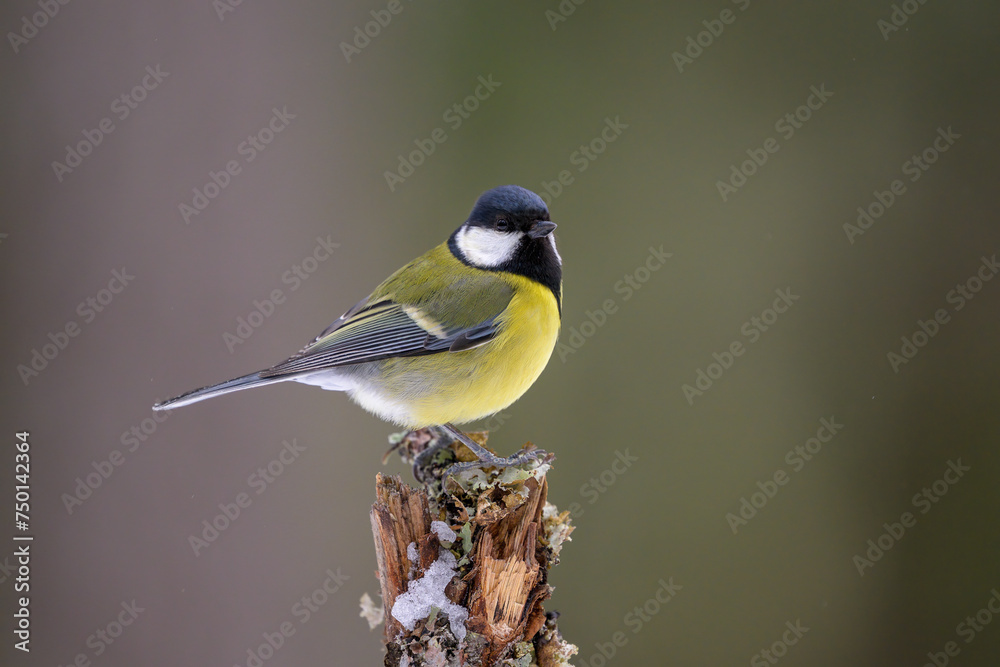 Obraz premium Great tit (Parus major) on branch in forest