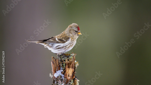 Common redpoll (Acanthis flammea) on branch