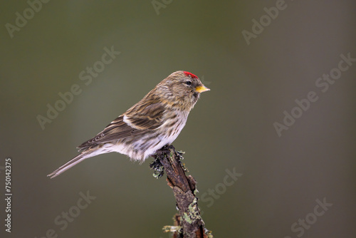 Common redpoll (Acanthis flammea) on branch photo