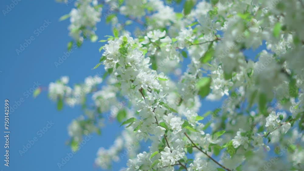 Tree covered in white flowers and green leaves swaying gently in the breeze. Tree covered in white flowers and green leaves swaying gently in the breeze.