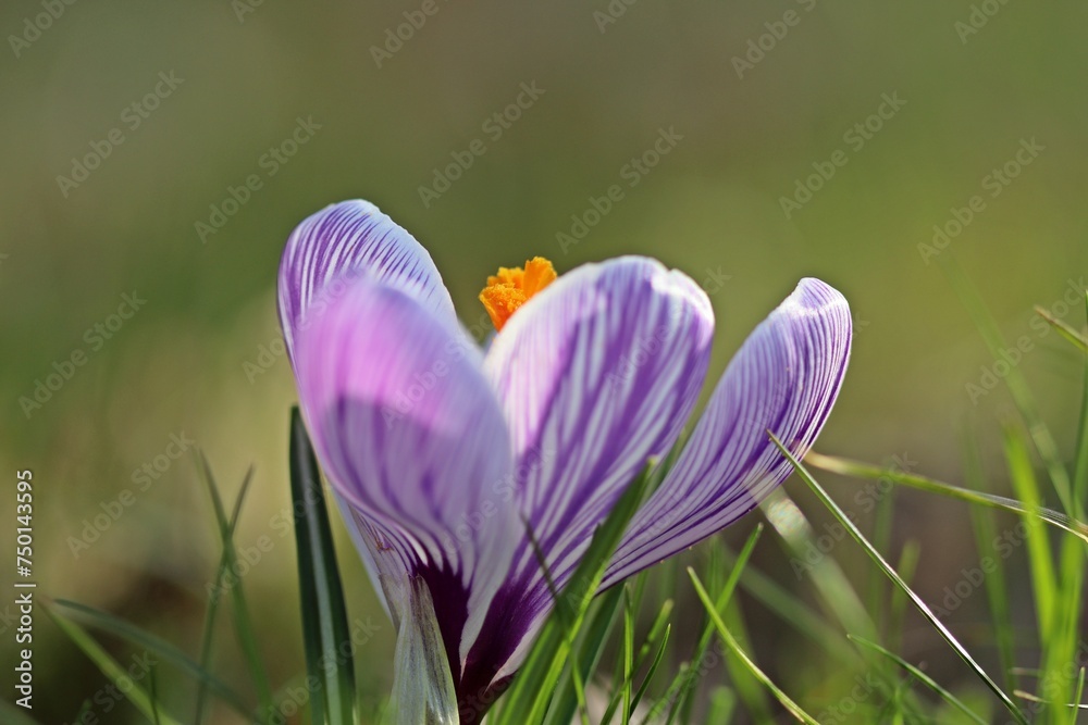 Crocus vernus 'Pickwick' Crocus vernus 'Pickwick'