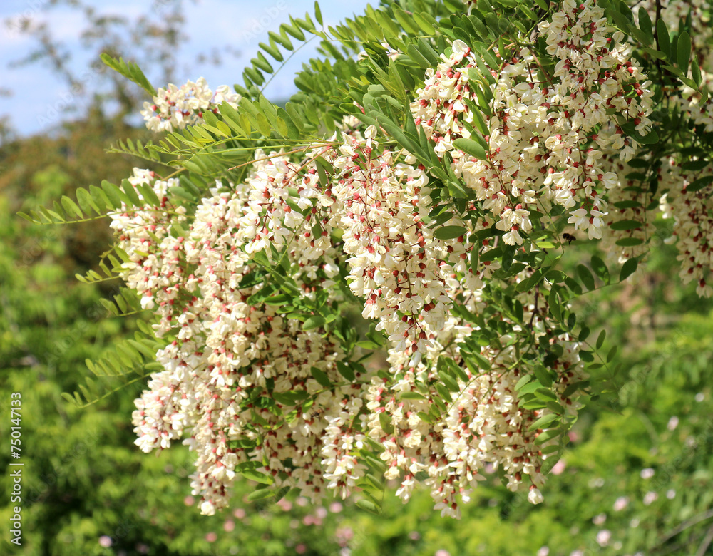 White acacia (Robinia pseudoacacia) blooms in nature White acacia (Robinia pseudoacacia) blooms in nature