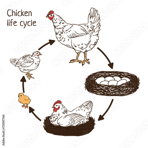 Chicken life cycle stages infographic composition from eggs, hen on nest to hatching chicks and to adult chicken vector graphic illustration. for kids education,  poultry for farming products package