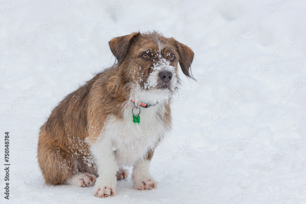Funny dog on a walk in a snowy park