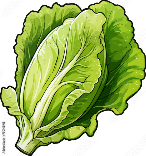 Lettuce clipart design illustration