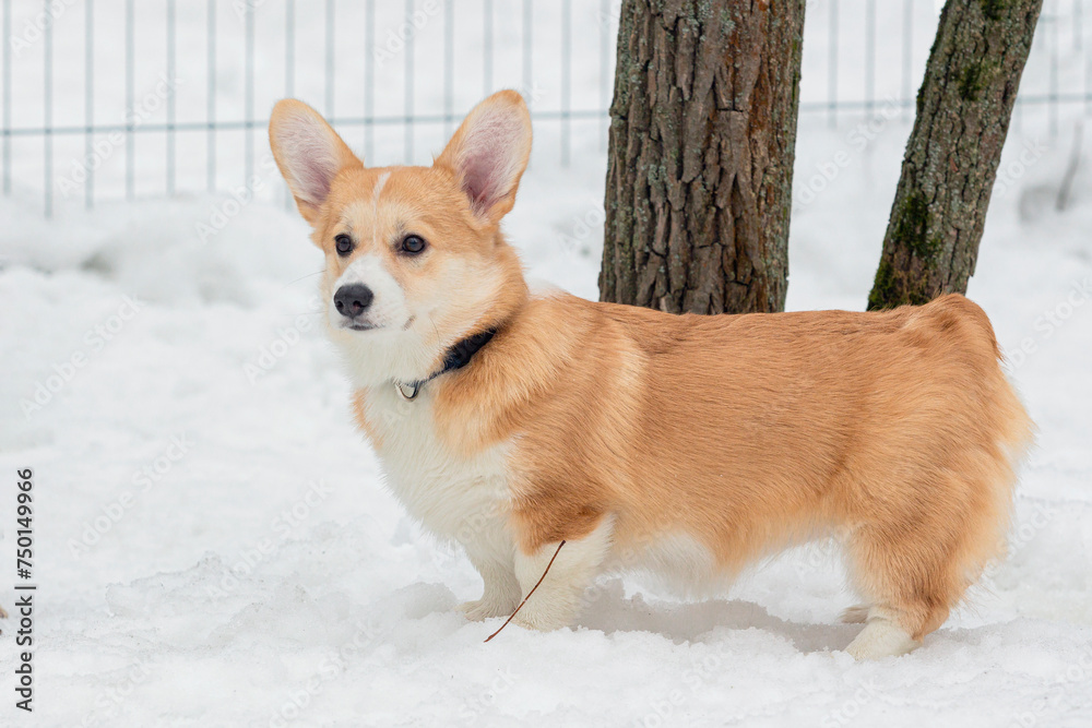 Dog breed Pembroke Welsh Corgi in snow..
Dog breed Pembroke Welsh Corgi in snow..