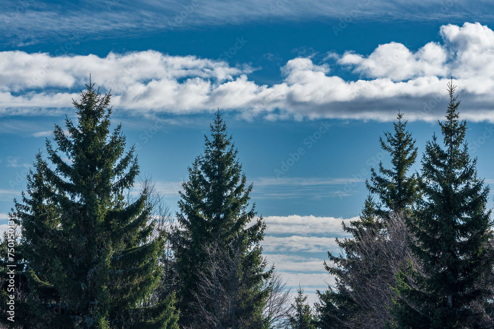 Evergreen tranquility. Beneath a canvas of blue sky and clouds.