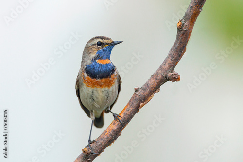 Bluethroat, Luscinia svecica, Cyanecula suecica. Early in the morning the male bird sits on a stalk of a plant and sings. photo