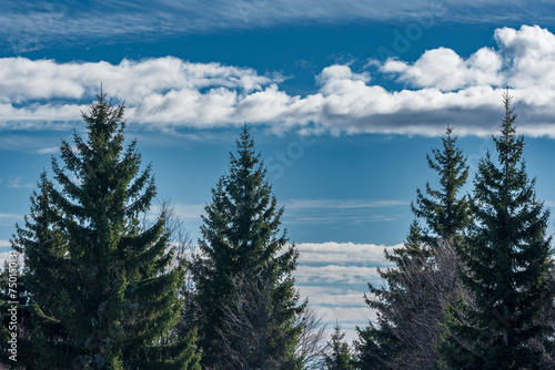 Evergreen tranquility. Beneath a canvas of blue sky and clouds.