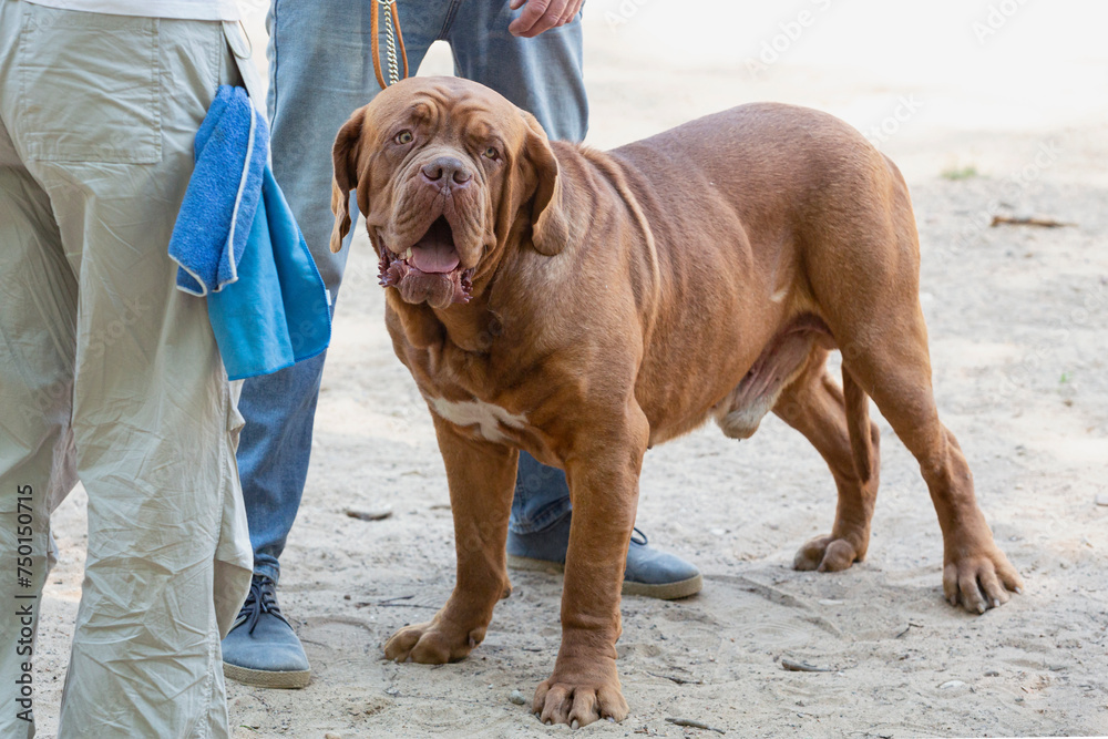 Dogue de Bordeaux or French mastiff at a dog show. Dogue de Bordeaux or French mastiff at a dog show.
