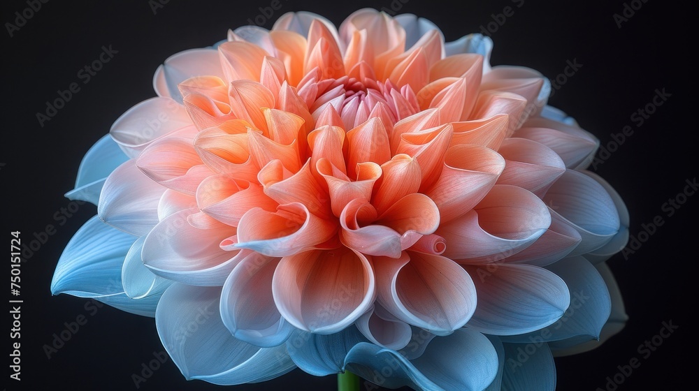 a close up of a pink and blue flower on a black background with a soft focus on the center of the flower.