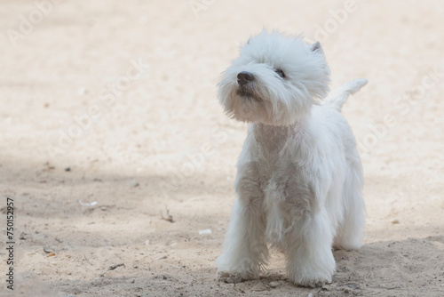 The West Highland White Terrier, commonly known as the Westie