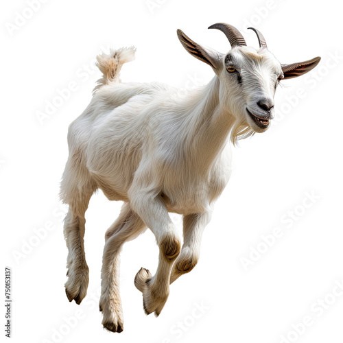Animal goat running on white or transparent background © Tabassum