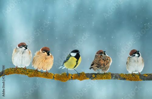 flock of small birds, sparrows and a tit sitting on a branch in a winter snowy garden