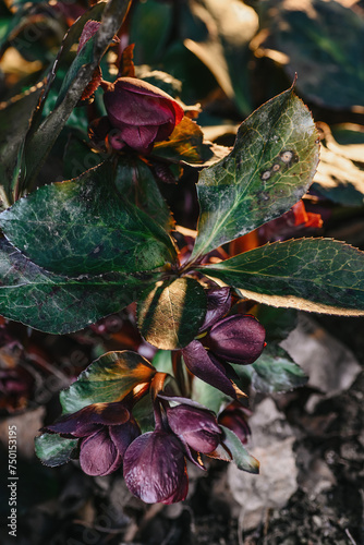 first spring flowers, detail of blooming helleborus orientalis in the garden in the rays of the sun photo