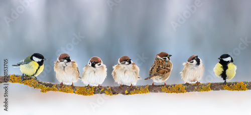 flock of different small birds, sparrows and tits, sitting on a branch in the garden