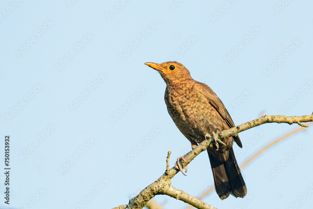Blackbird chick sitting on a branch on a summer day Blackbird chick sitting on a branch on a summer day
