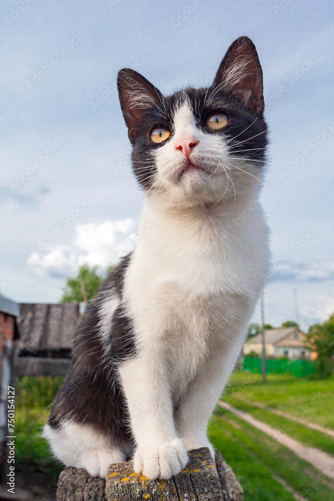 Rustic white cat with black spots on the background of the village