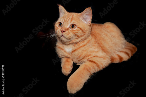 Portrait of a cute red-haired British kitten on a black background