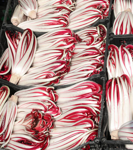 late red radicchio called TARDIVO in Italian language on sale at the stall of greengrocer photo