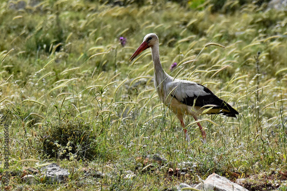 Bird in the nature