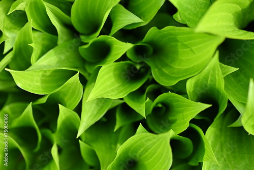 macro texture of a wood leaf   macro bright green leaf texture  leaf veins close-up 