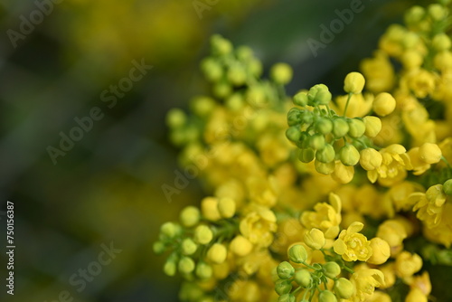 yellow flowers of mahonia as a close-up background, spring background for a postcard for a photo card 