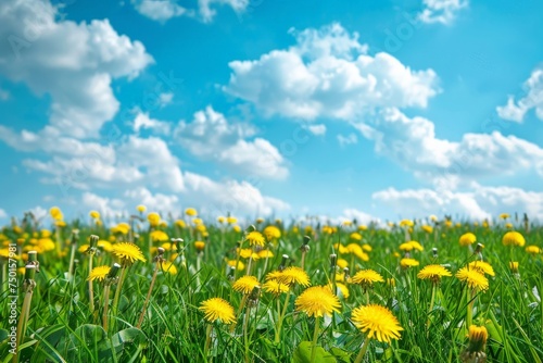 A field of yellow flowers with a blue sky in the background