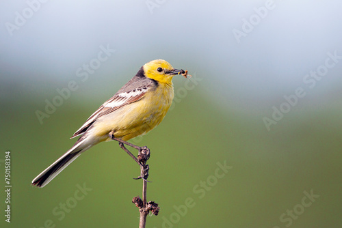 Western yellow wagtail, Motacilla flava. The bird sits on the stem of a dry plant