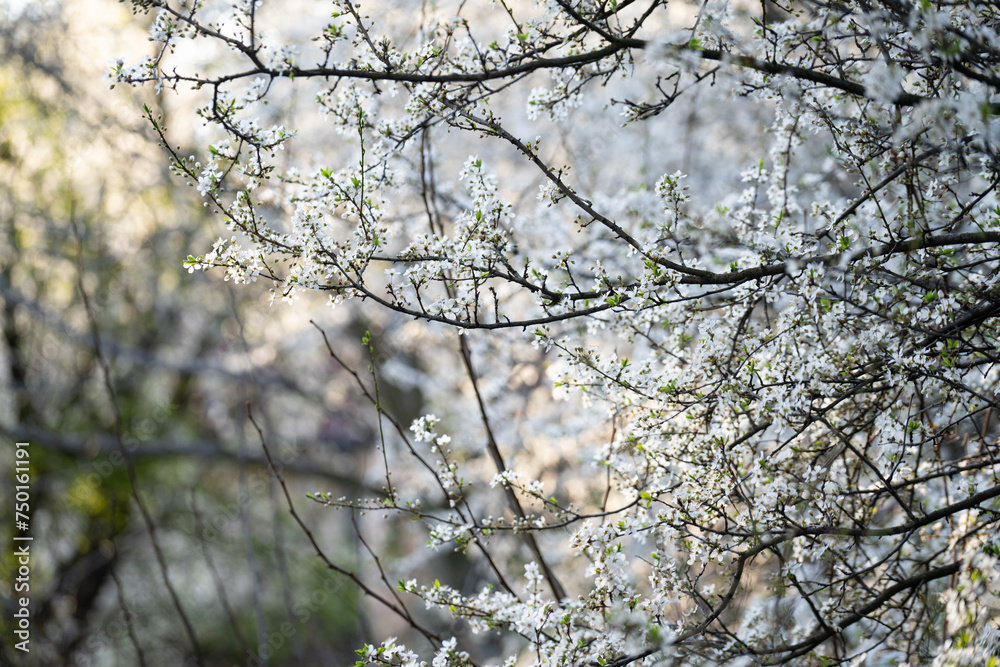 Background of blooming cherry branches in the sunlight... Background of blooming cherry branches in the sunlight...