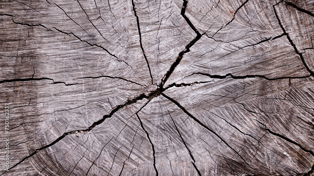 Light brown old hard wood with cracks, natural cross-section of a tree for abstract Horizontal seamless wooden background and texture.Backdrop, patterns, space for work, vintage wallpaper.Close up. Light brown old hard wood with cracks, natural cross-section of a tree for abstract Horizontal seamless wooden background and texture.Backdrop, patterns, space for work, vintage wallpaper.Close up.