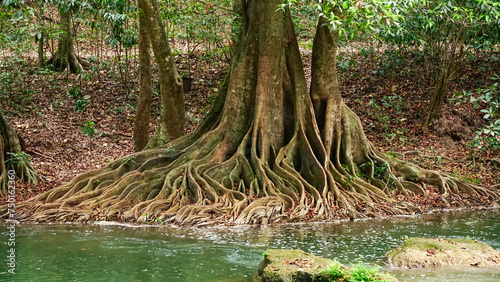 The base of tropical tree with large buttress roots at the edge of a swamp in the jungle of Thailand.