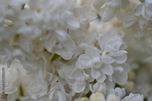lilac flower texture as a background © Анна Климчук
