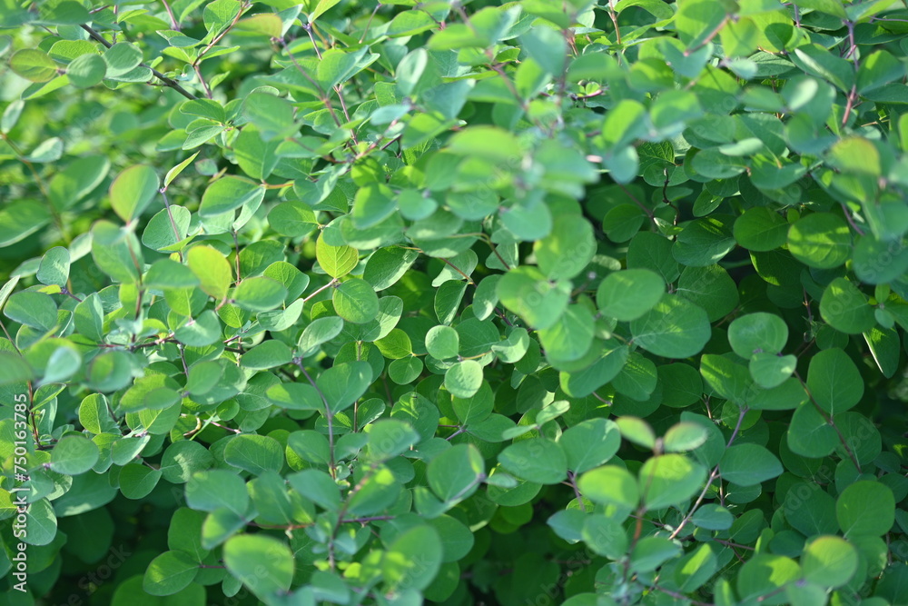 green branches with thorns as a backdrop, a concept of sustainable development green branches with thorns as a backdrop, a concept of sustainable development