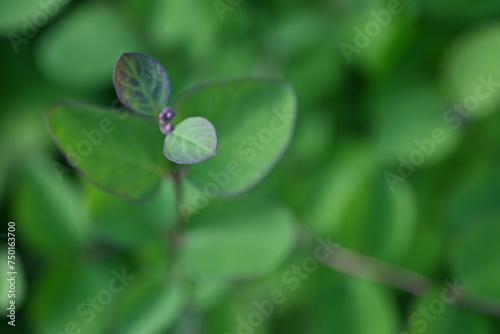 green branches with thorns as a backdrop, a concept of sustainable development 