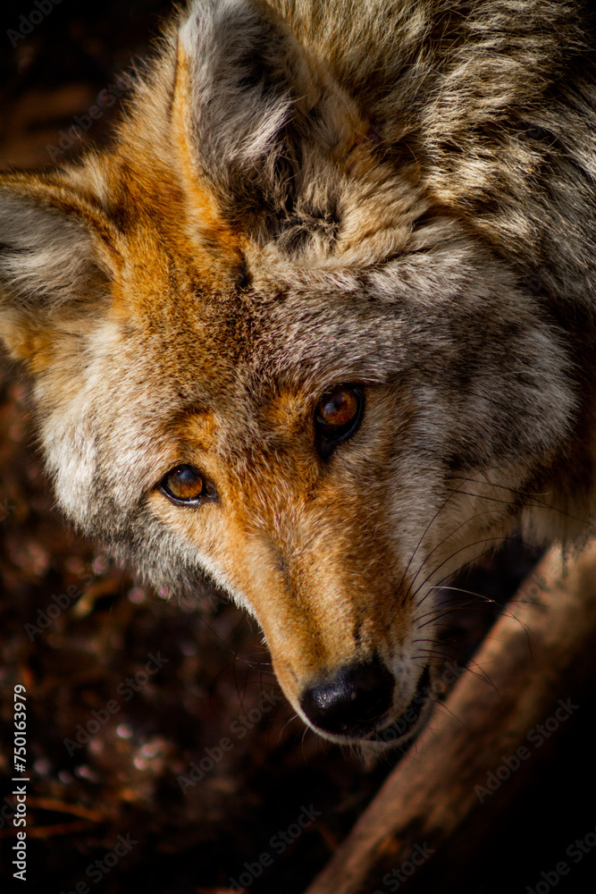 Fototapeta premium Coyote Face Profile Eyes Looking at You, Wisconsin, USA.